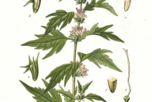 Motherwort-illustration