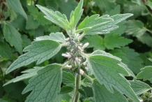 Motherwort-leaves