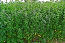 Motherwort-plants