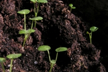 Motherwort-seedlings