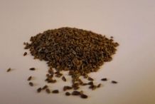 Motherwort-seeds
