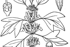 Motherwort-drawing