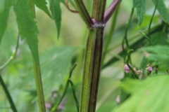 Motherwort-stem