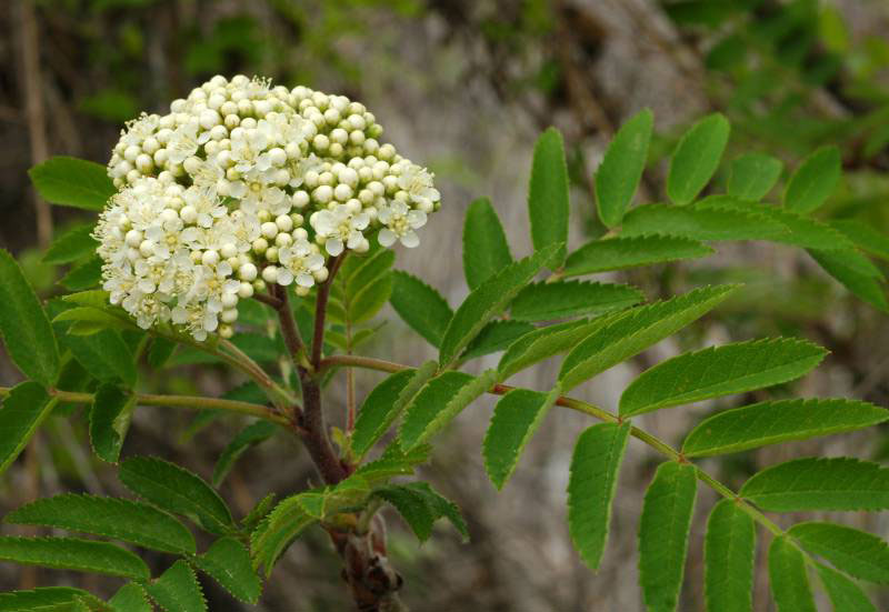 Flower-of-Mountain-ash
