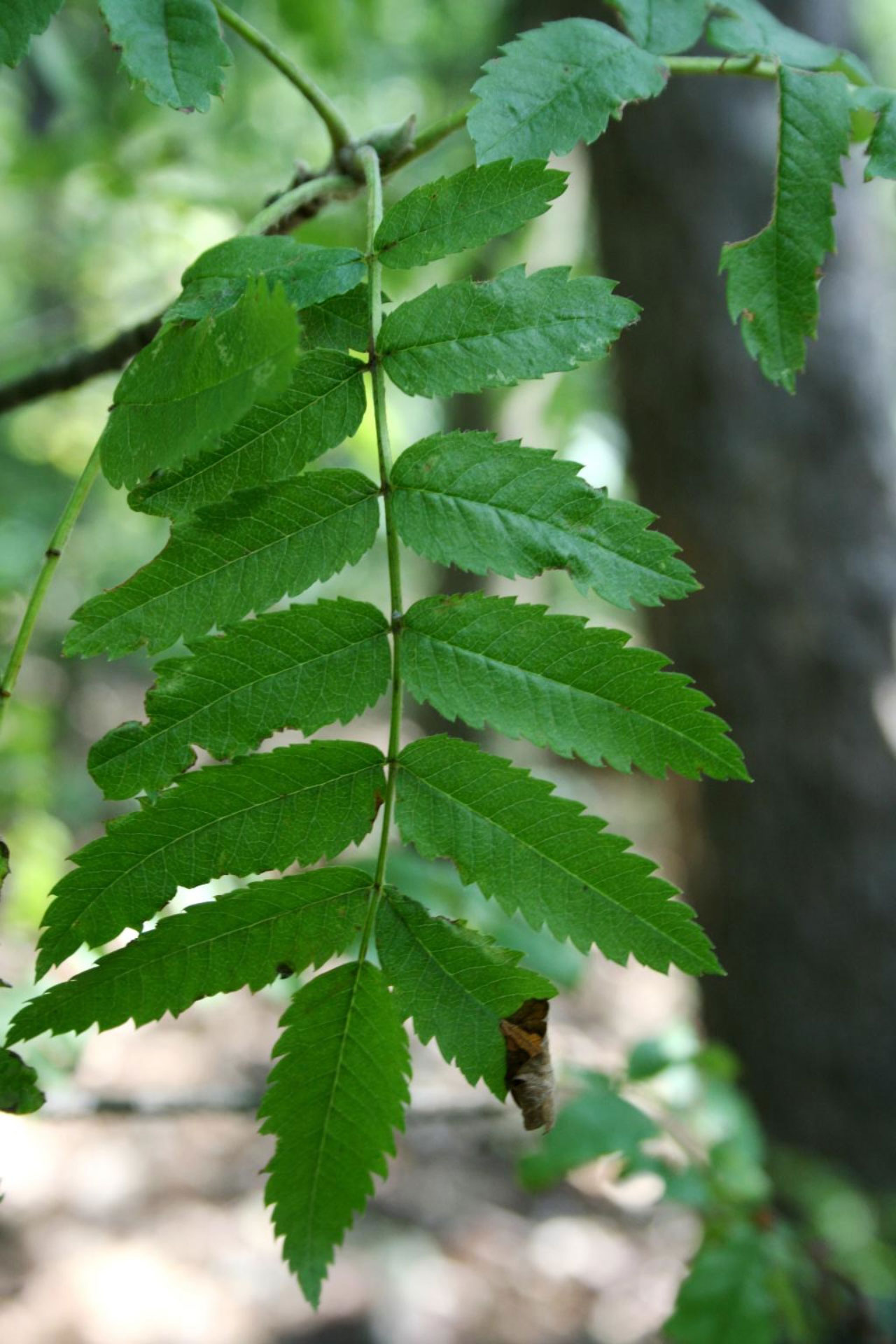 Leaves-of-Mountain-ash