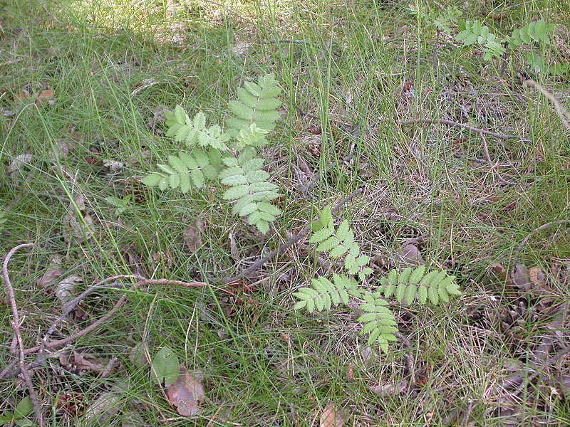 Young-Mountain-ash-plant