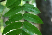 Leaves-of-Mountain-ash