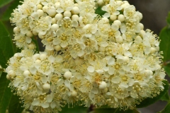 Closer-view-of-flower-of-Mountain-ash