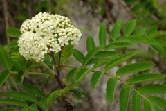 Flower-of-Mountain-ash