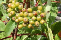 Immature-fruits-of-Mountain-ash