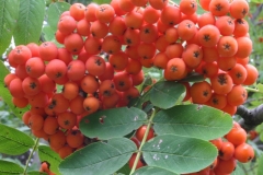 Mature-fruit-of-Mountain-ash
