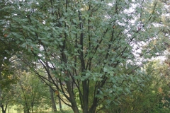 Mountain-ash-Tree