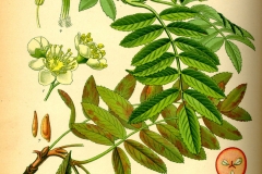 Plant-Illustration-of-Mountain-ash
