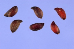 Seeds-of-Mountain-ash