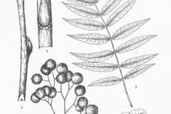 Sketch-of-Mountain-ash