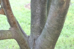 Trunk-of-Mountain-ash