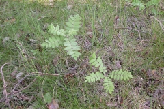 Young-Mountain-ash-plant