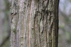 Bark-of-Mountain-Laurel