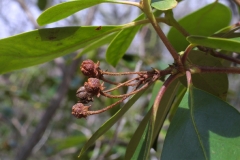 Flower-buds-of-Mountain-Laurel