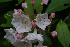 Mountain-Laurel-flower