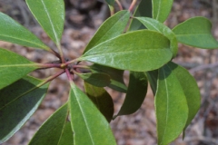 Mountain-Laurel-leaves