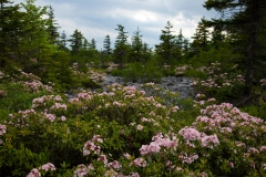 Mountain-Laurel-plantation