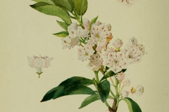 Plant-illustration-of-Mountain-Laurel