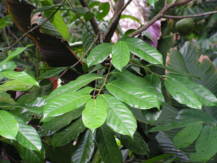 Leaves-of-Mountain-Soursop