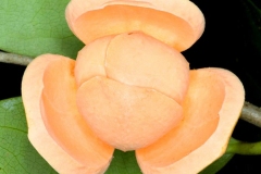 Flower-of-Mountain-Soursop