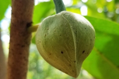 Flowering-bud-of-Mountain-Soursop