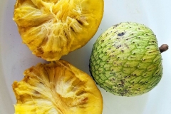 Half-cut-ripe-Mountain-Soursop