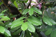 Leaves-of-Mountain-Soursop