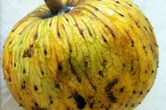 Mature-fruit-of-Mountain-Soursop