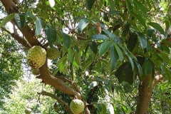 Mountain-Soursop-plant