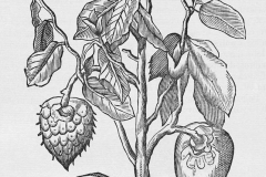 Plant-illustration-of-Mountain-Soursop