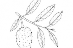 Sketch-of-Mountain-Soursop