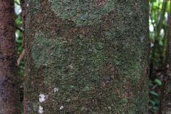 Trunk-of-Mountain-Soursop