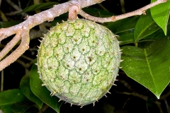 Unripe-Mountain-Soursop-on-the-plant