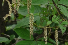 Close-up-flower-of-Mountain-yam