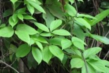 Leaves-of-Mountain-yam