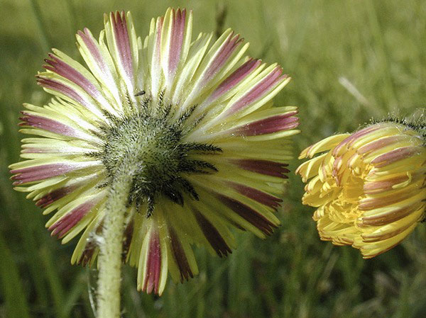 Backside-view-of-flower-head-of-Mouse-ear-hawkweed