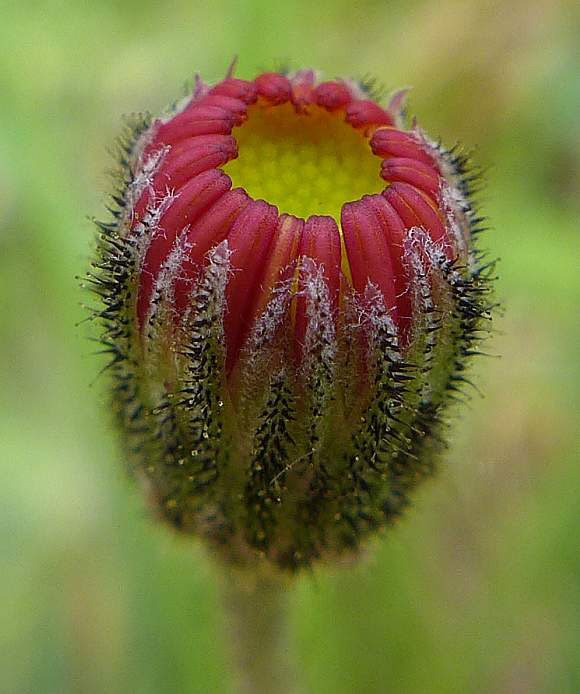 Unopened-flower-bud-of-Mouse-ear-hawkweed
