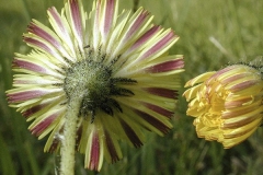 Backside-view-of-flower-head-of-Mouse-ear-hawkweed
