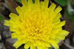 Closer-view-of-flower-of-Mouse-ear-hawkweed