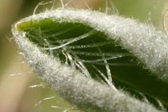Closer-view-of-leaves-of-Mouse-ear-hawkweed