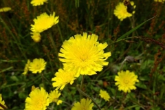 Flower-of-Mouse-ear-hawkweed