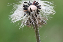 Fruit-of-Mouse-ear-hawkweed