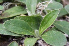 Leaves-of-Mouse-ear-hawkweed