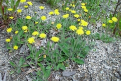 Mouse-ear-hawkweed-Plants-growing-wild
