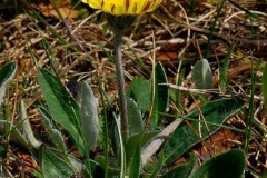 Mouse-ear-hawkweed-plant